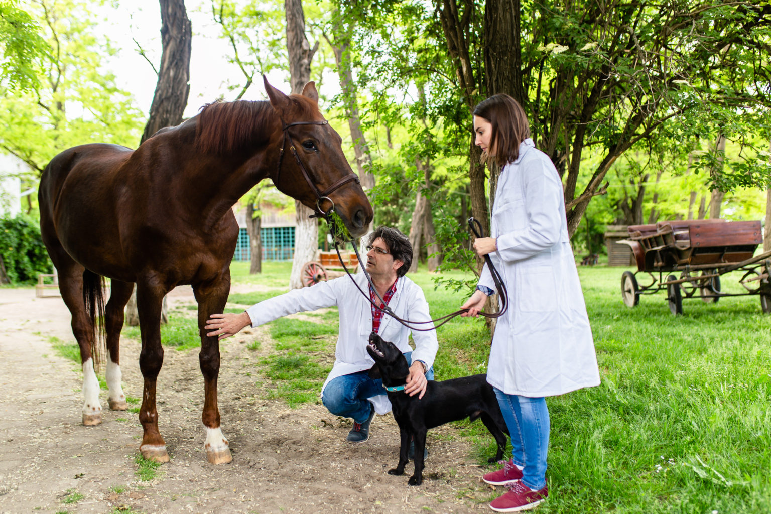 Guide to Top Vet Scholarships