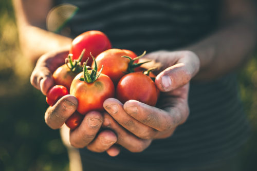 Image of tomatoes for our ranking of best ag scholarships 