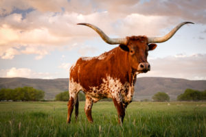 Image of a Longhorn for our ranking of best smaller colleges in Texas
